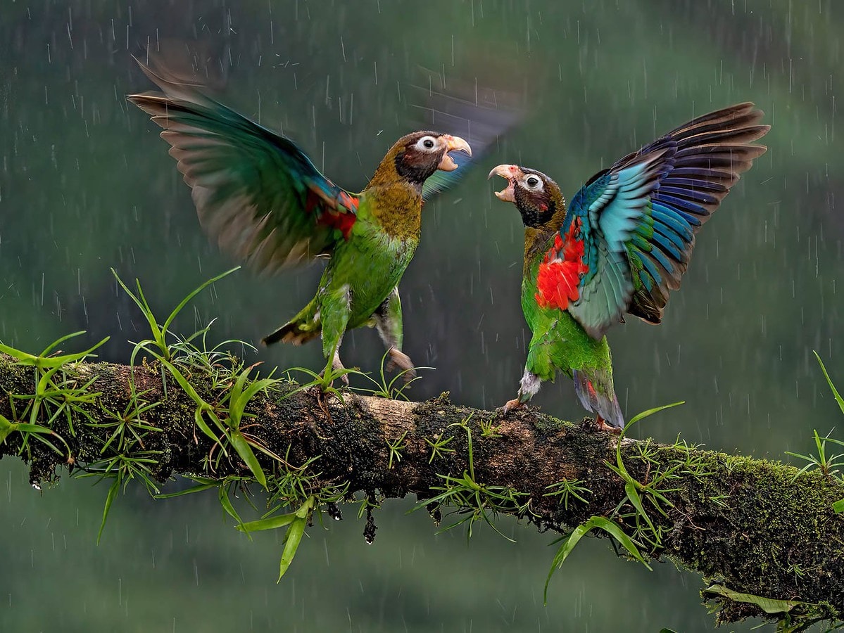 brown hooded parrot