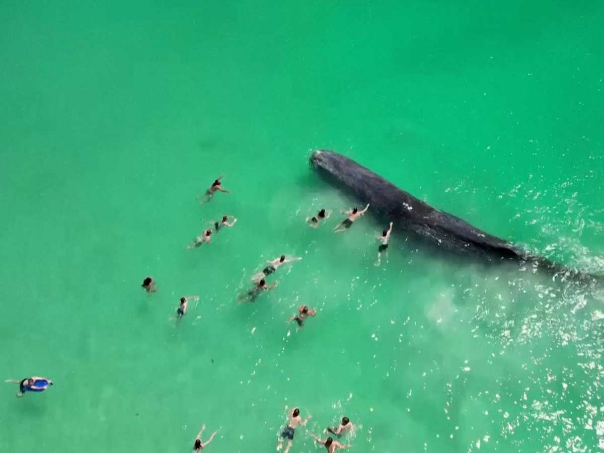 Φάλαινα Περθ - Αυστραλία