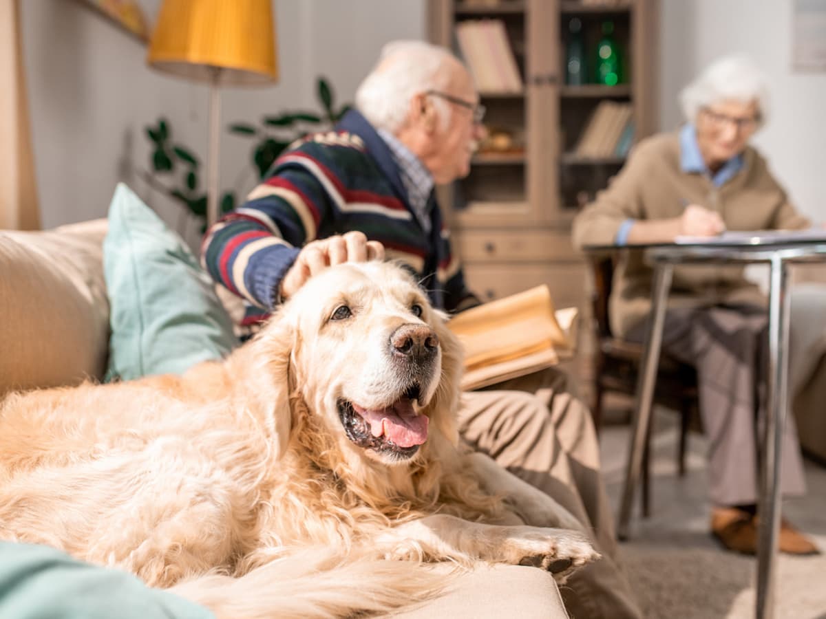 Οι σκύλοι μπορούν να συμβάλουν στην πρόληψη της άνοιας στα γηρατειά