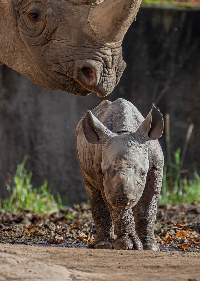 joy as critically endangered eastern black rhino is born at chester zoo 18 640x1136