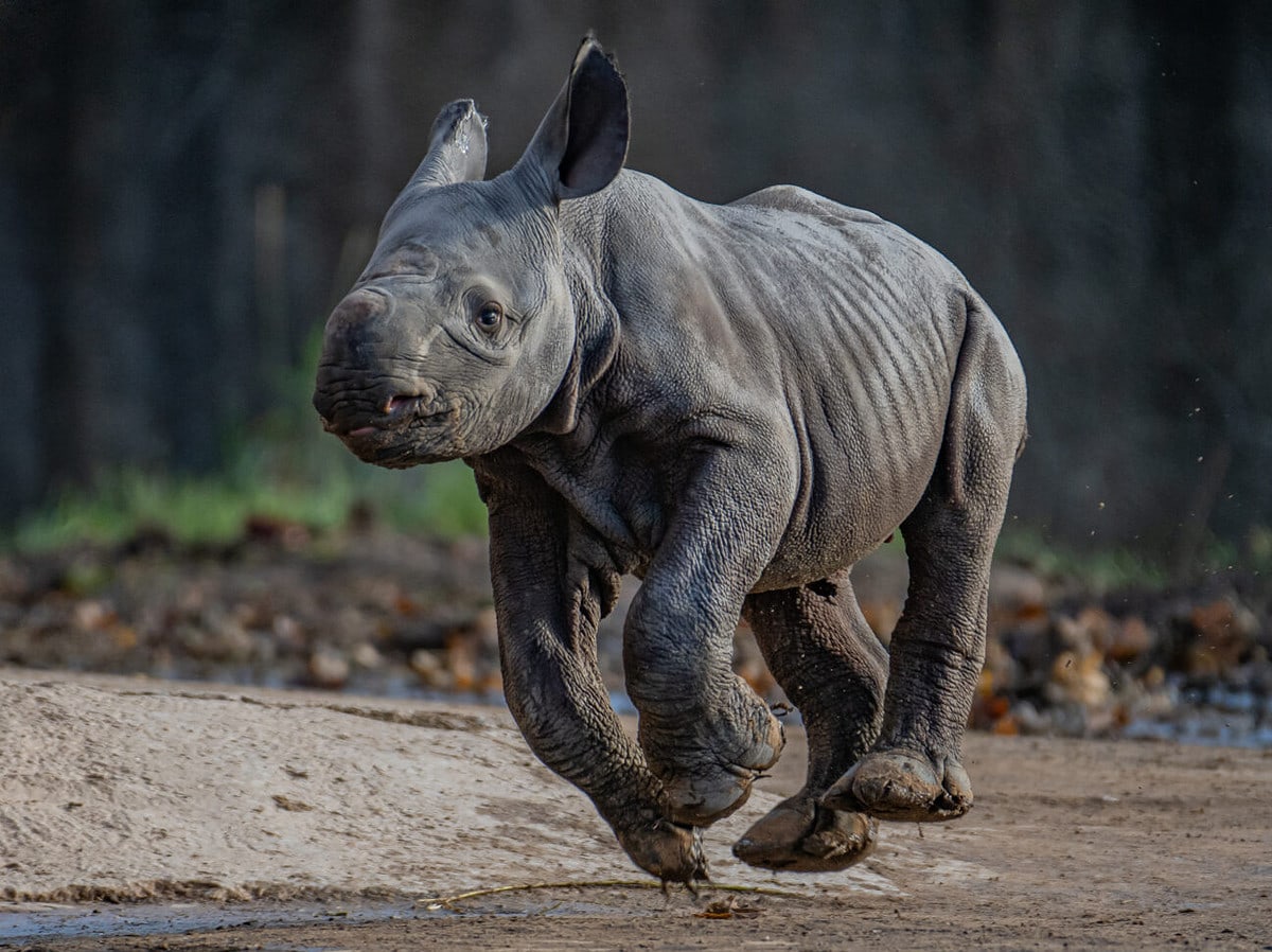 joy as critically endangered eastern black rhino is born at chester zoo 25 1400x975