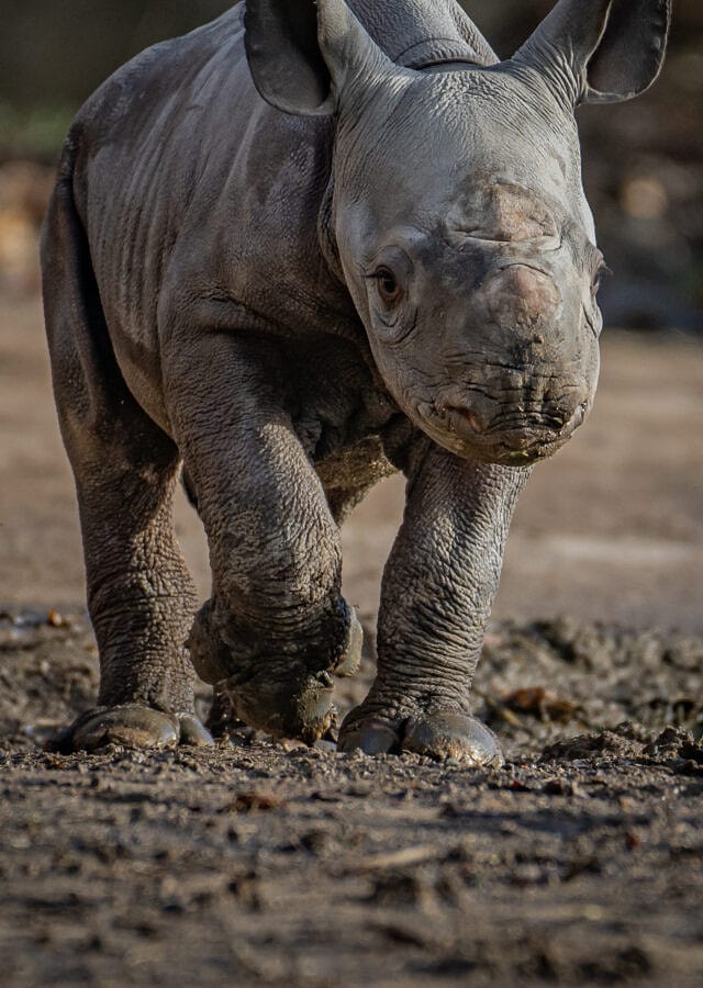 joy as critically endangered eastern black rhino is born at chester zoo 29 640x1136