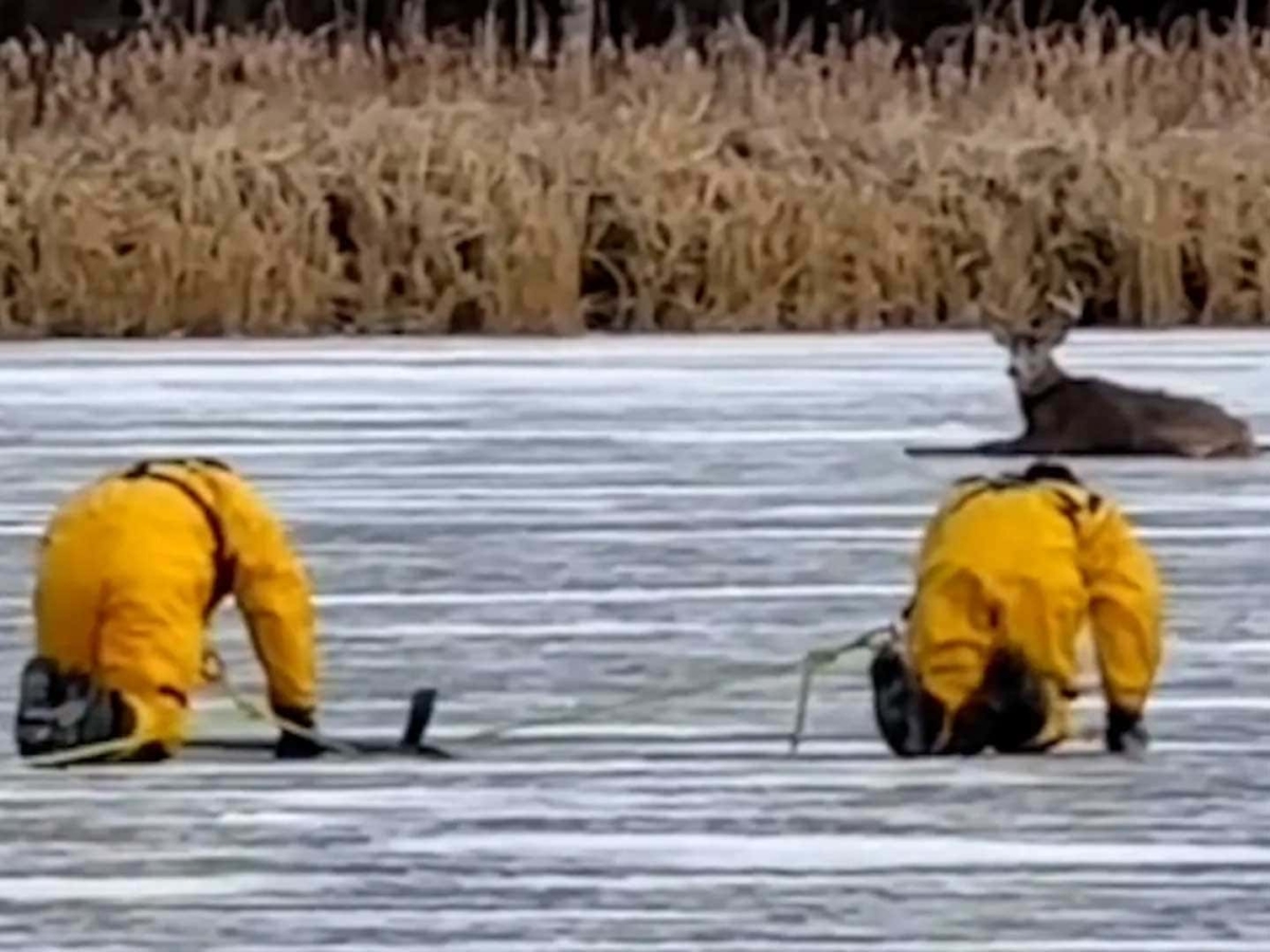 minesota deer rescue