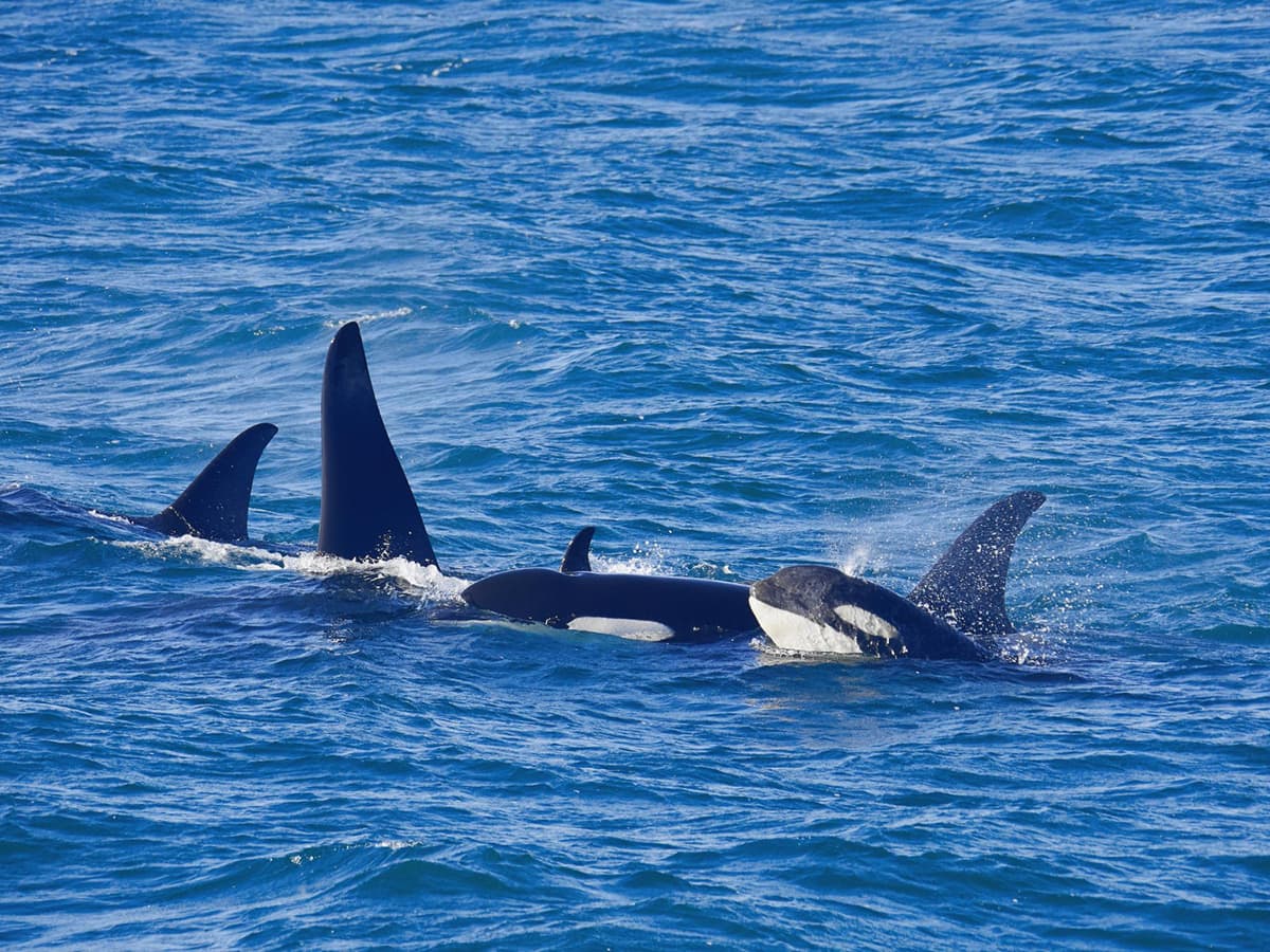orcas swimming sea