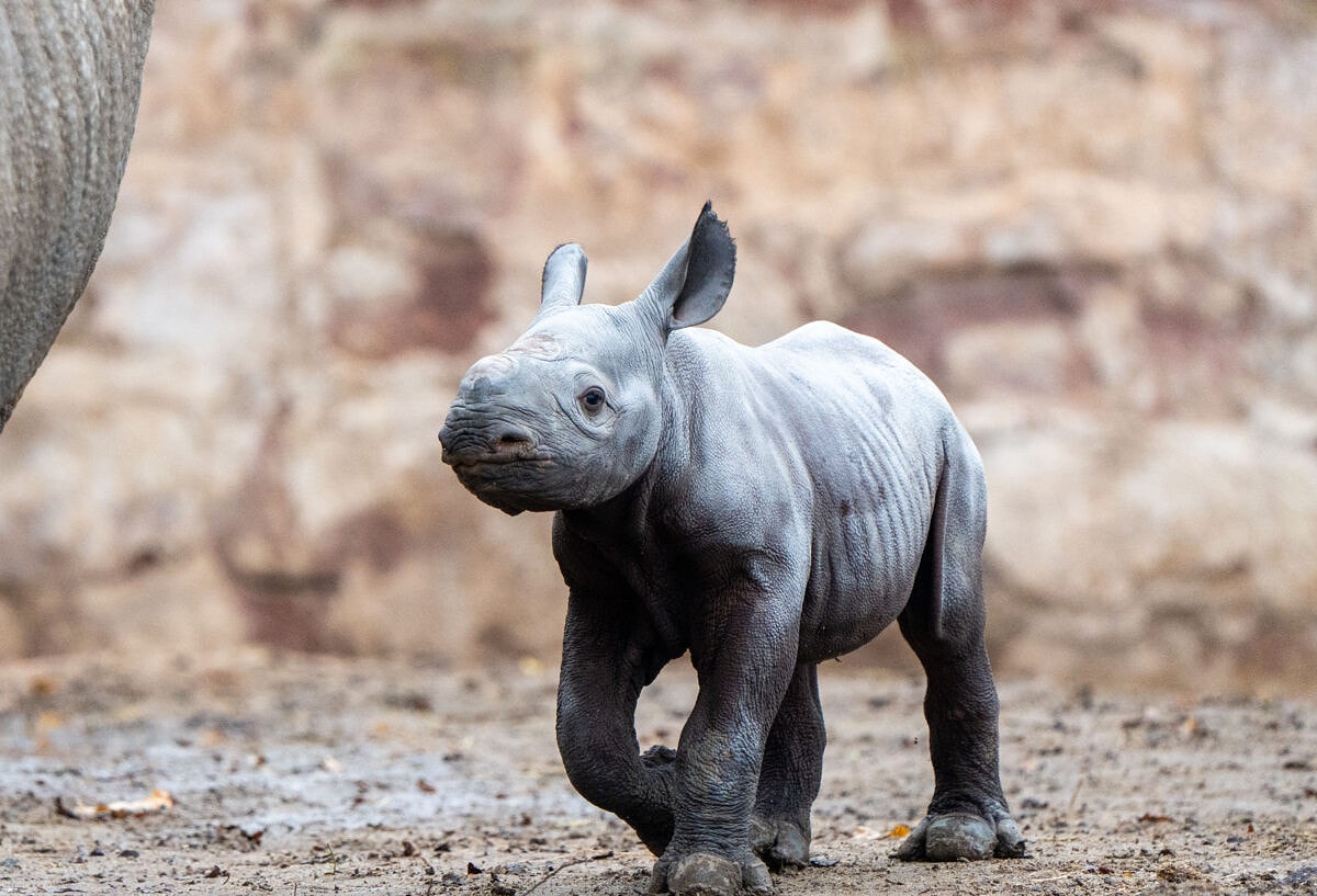 rare female eastern black rhino calf embarks on her first outdoor adventure at chester zoo 3 1400x817