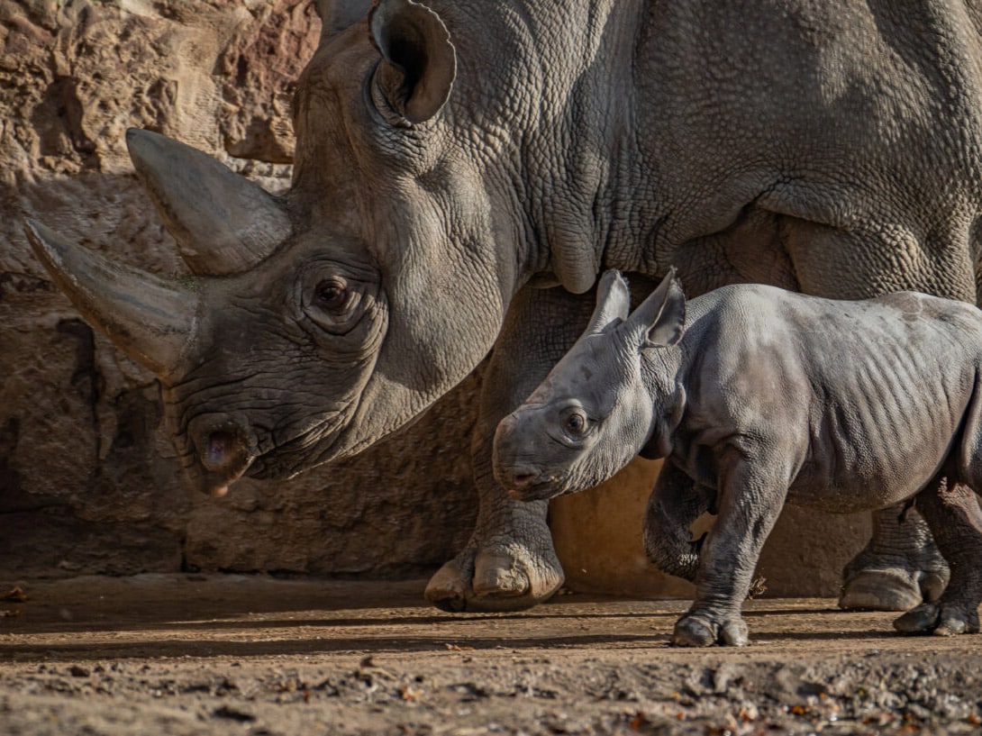 rhino born