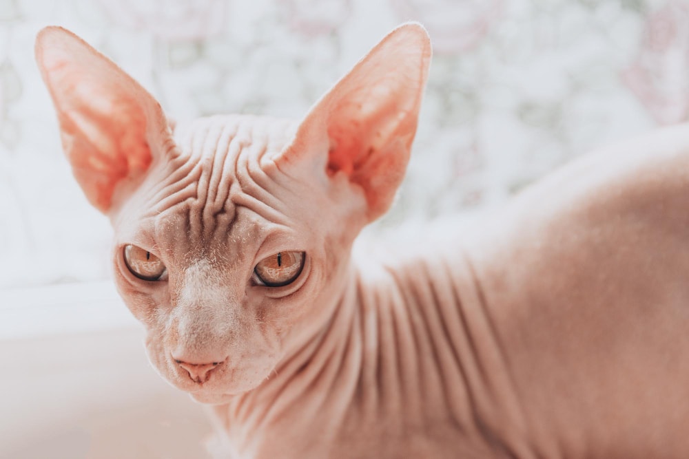 beautiful cat breed canadian sphynx naked cat