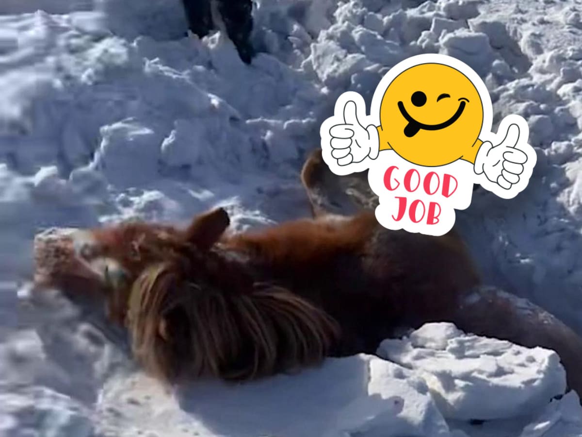 Διάσωση παγιδευμένου έγγυου αλόγου στα χιόνια