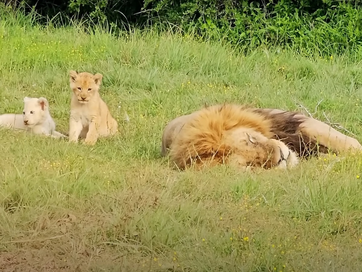 lion cubs annoying
