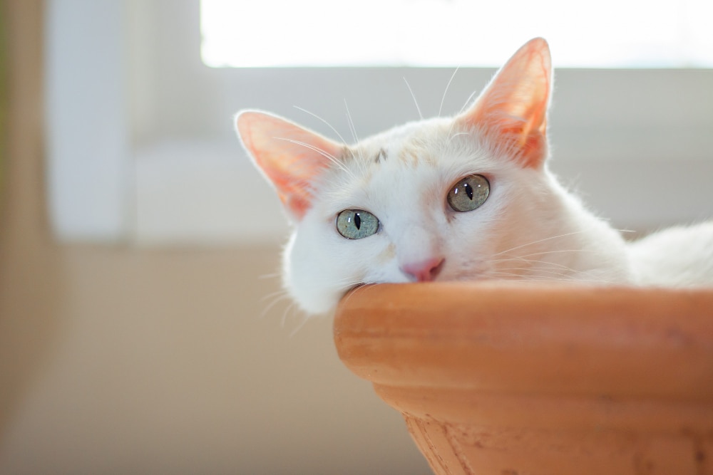 white cat lie down bath clay stares camera