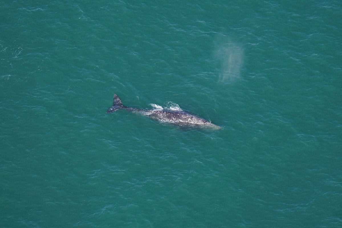 Σπάνια εμφάνιση γκρίζας φάλαινας στον Ατλαντικό που θεωρούνταν εξαφανισμένο είδος - The Happy News