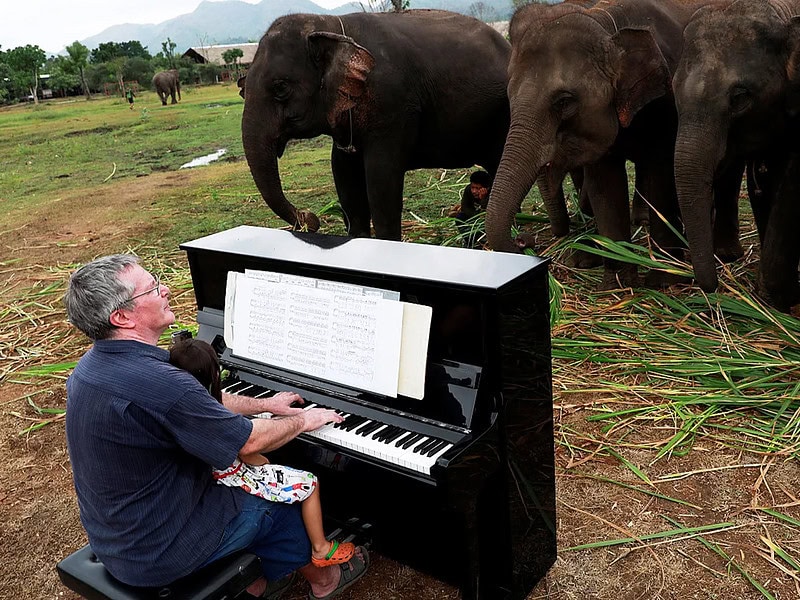 elephants piano